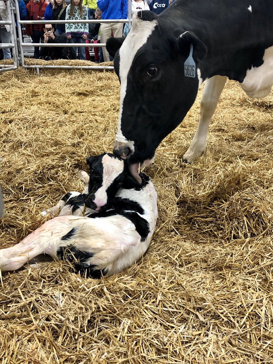 The Calving Corner tweet media