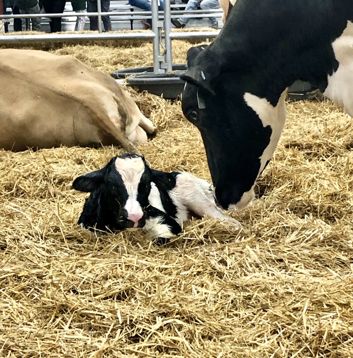 The Calving Corner tweet media