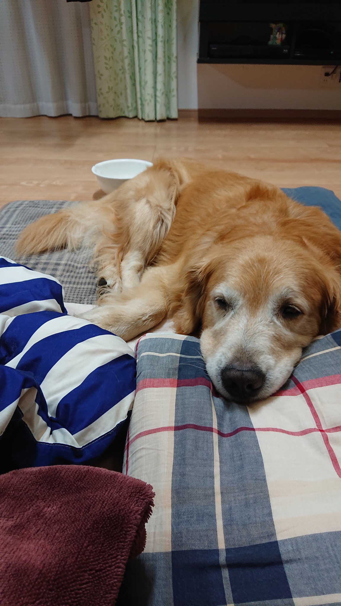 月海 そら No Twitter 今日も一緒就寝で す 甘えん坊のそら ゴールデンレトリバー 大型犬 甘えん坊 室内犬