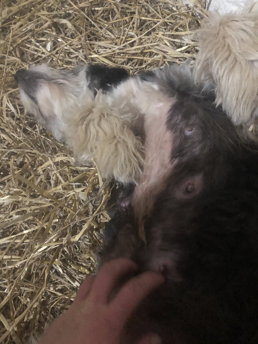 ManxShepherdess's tweet photo. I’d say #QueenNan has had a much nicer day than I have! #preggers #BunsInTheOven #SnugBug #LazyDays #BeardedCollie https://t.co/87XHze1a53