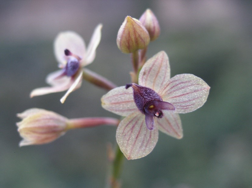 actasocbotpol's tweet photo. Call for papers: “Recent developments in taxonomy and phylogeny of plants”. Submission deadline: March 31, 2020. Details: https://t.co/KxUum0dNJ3 #plantTaxonomy #phylogenetics https://t.co/mdGafS5GMs