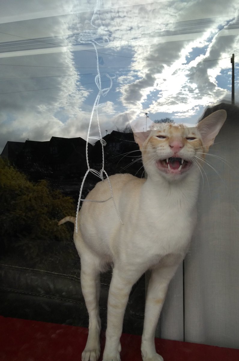 I'm just letting Mum know how much fun I had playing with the blind whilst she was out! Love from Rupert 😺💖❤️💕 #GoldenBoy #MeezerMischief #SiameseCat #CatsOfTwitter #OABDRgang