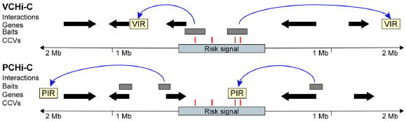 GenomeBiology's tweet photo. Two articles from Marjadeh, Sivakumaran, @J_Beesley_78, @Edwards_Stace, @JulietFrench01 and co, companions to @NatureGenet study that interrogated all breast cancer risk loci. Ours look at ncRNA, and promoter-enhancer interactions https://t.co/vYGAZeCbIo https://t.co/TJ3Vvr10sj https://t.co/siQhBZKMqu
