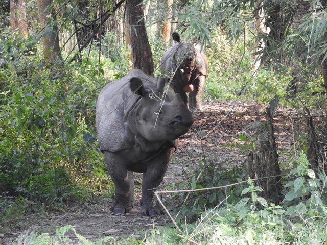 NicolaPollittUK's tweet photo. Just back from exploring #Chitwan National Park with the family. Children loved the elephants and rhinos. A bit more exciting than squirrels and foxes in London! 
#VisitNepal2020 https://t.co/9FPJEOi5PP
