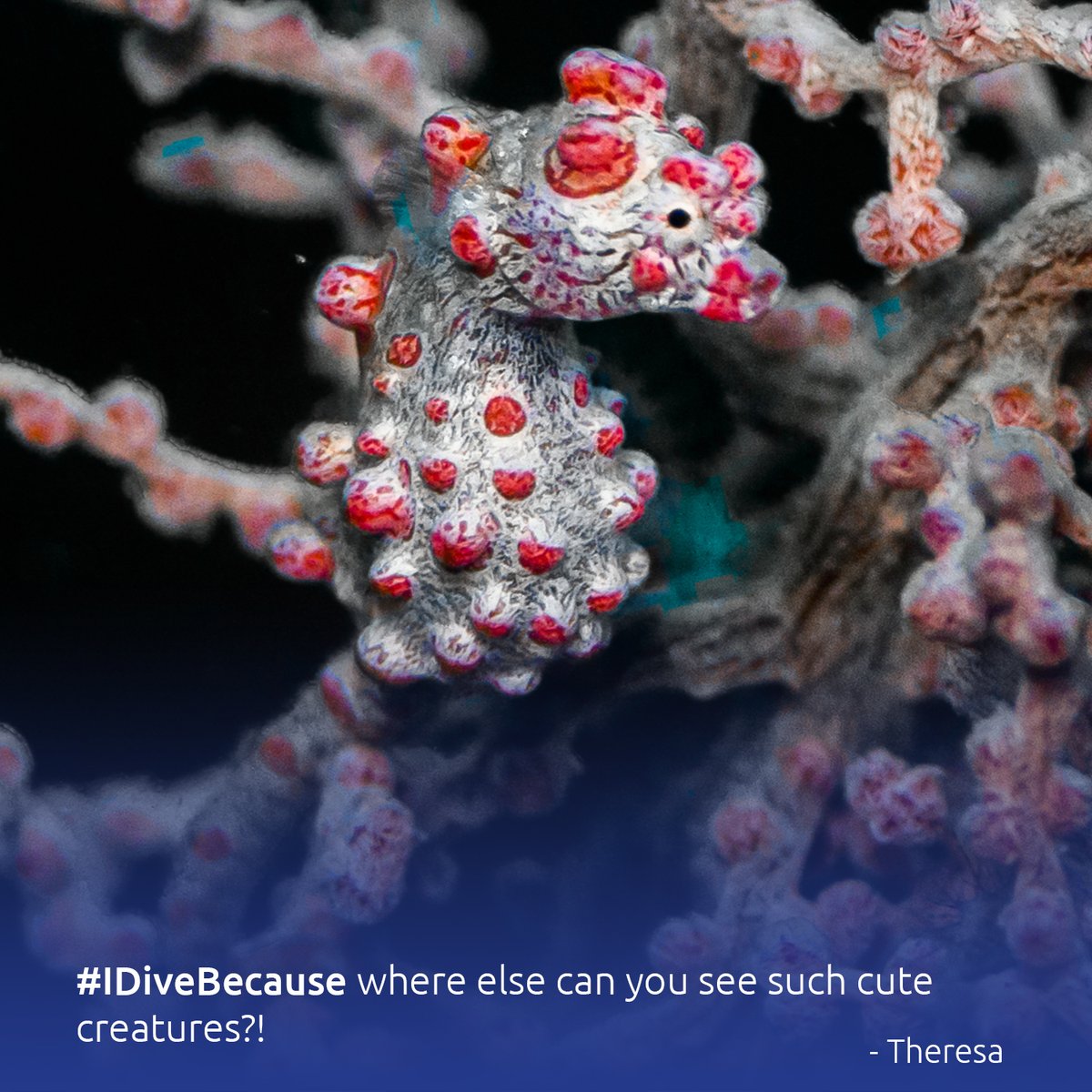 BSACdivers's tweet photo. The entries keep rolling in for the #IDiveBecause competition and we're truly astounded by the turnout and the submissions. Some funny, some deeply moving, but we love them all the same! 💙

ENTER: https://t.co/WHbxXzOQnc
VOTE: https://t.co/QvezkvA4Uj https://t.co/vz9FzjTa3m