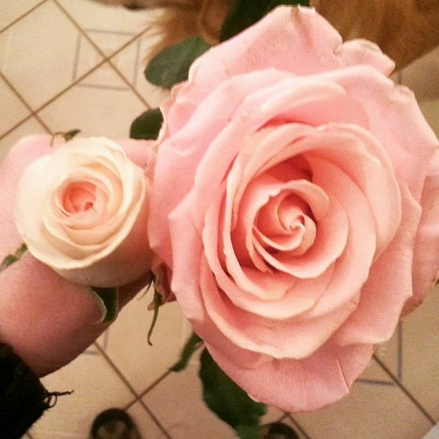 Floristct's tweet photo. Let's talk quality. Just like when you go to the grocery store to buy certain items there are times you can pick different qualities of the same item. This holds true with flowers as well as the designers themselves. Here are 2 different roses. Both are … https://t.co/CfEf76OyPn https://t.co/CM551PTOgs