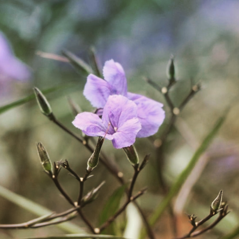 PutuoMount's tweet photo. As #winter approaches there are still #efforts of a last-minute #blossom in the #island of Mount Putuo, #China.

#ningbo #traveling #photography #visitor #destinations https://t.co/3by0kBeMji