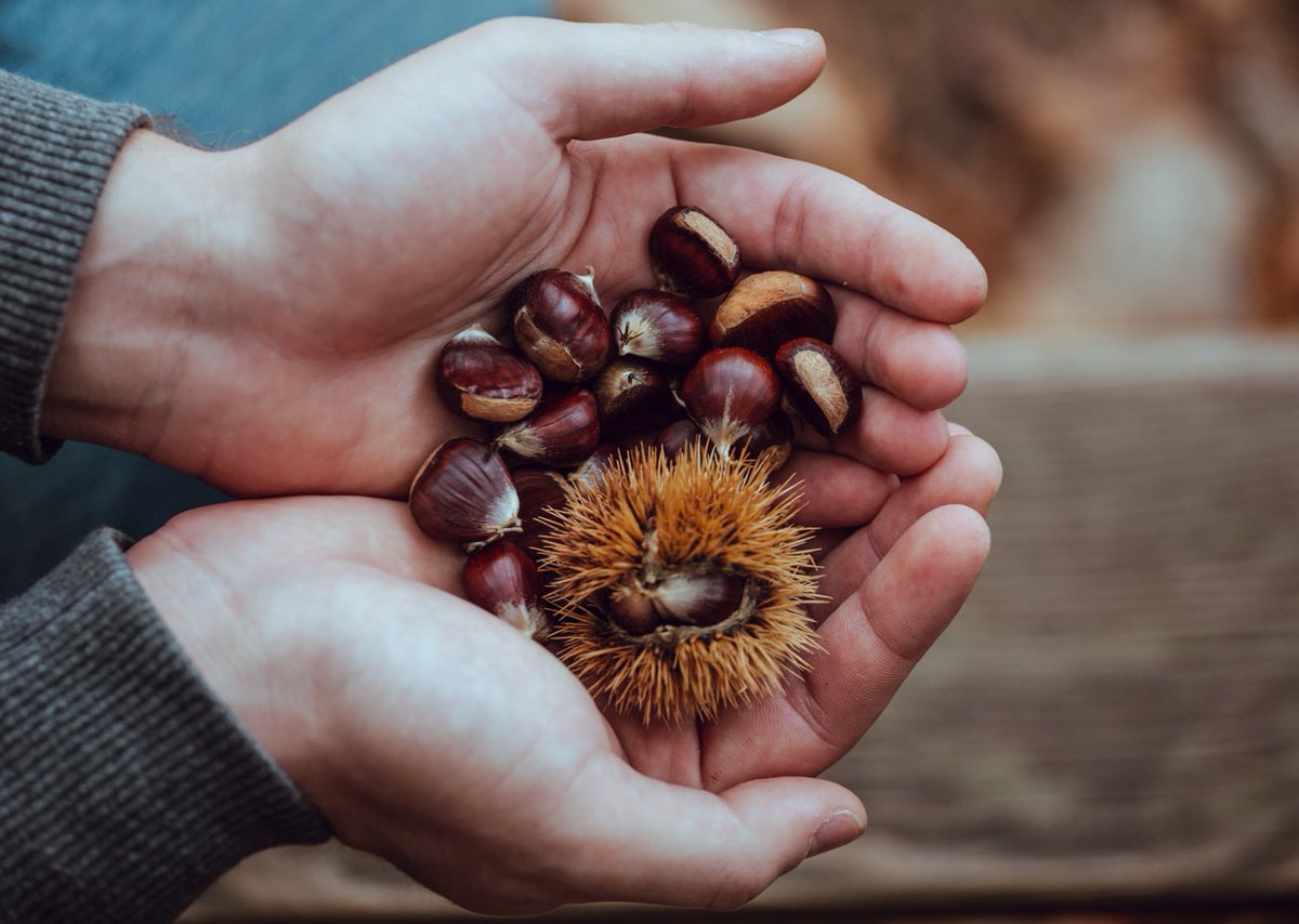 ISSUESinST's tweet photo. In trying to return the American #chestnut to Appalachian forests, some researchers are looking to new genetic engineering tools. Unsurprisingly, not everyone's happy about this. Philosopher Evelyn Brister has taken a close look in ISSUES: https://t.co/CyBzK5soxS https://t.co/jCdhbaEHoI