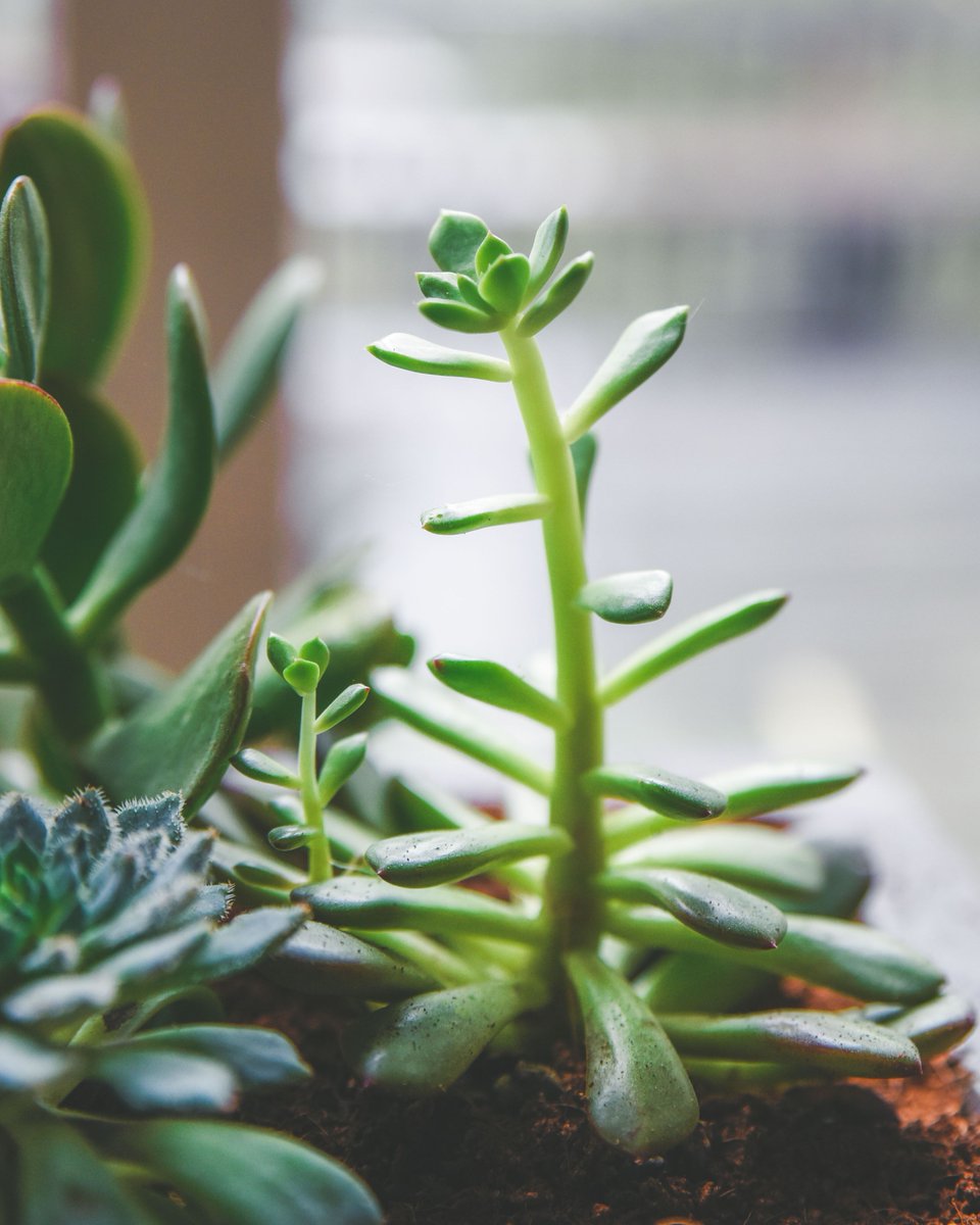 sucstu's tweet photo. This #TipTuesday we're tackling etiolated succulents (AKA ‘omg my succulent grew a foot in 2 weeks’) Etiolation, commonly referred to as ‘stretching,’ is a side effect of succulents not receiving enough sunlight. check out the latest blog post for all the details! #succulenttips https://t.co/YgBpd7NefK
