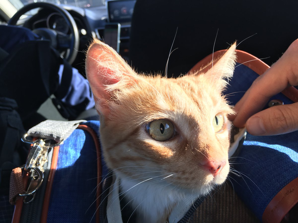 SpacecaseCat's tweet image. Traveling to my new apartment: #CatsOfTwitter #Cats