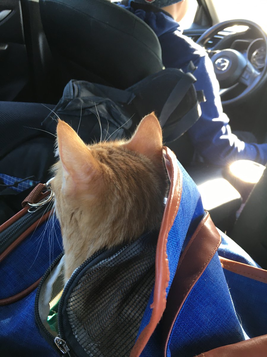 SpacecaseCat's tweet image. Traveling to my new apartment: #CatsOfTwitter #Cats