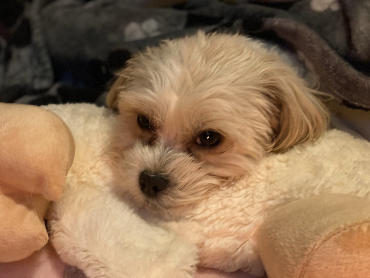 Puhthepuppy's tweet photo. Iโve been on paw patrol today, swam in a puddle, then got my head stuck in the car door. Hooman!!!!! #poorlyPuh #TuesdayMotivation #notquitewithit #ZSHQ #duvettime #iampuh ๐ถ๐พ๐ https://t.co/voadtuk6ZF