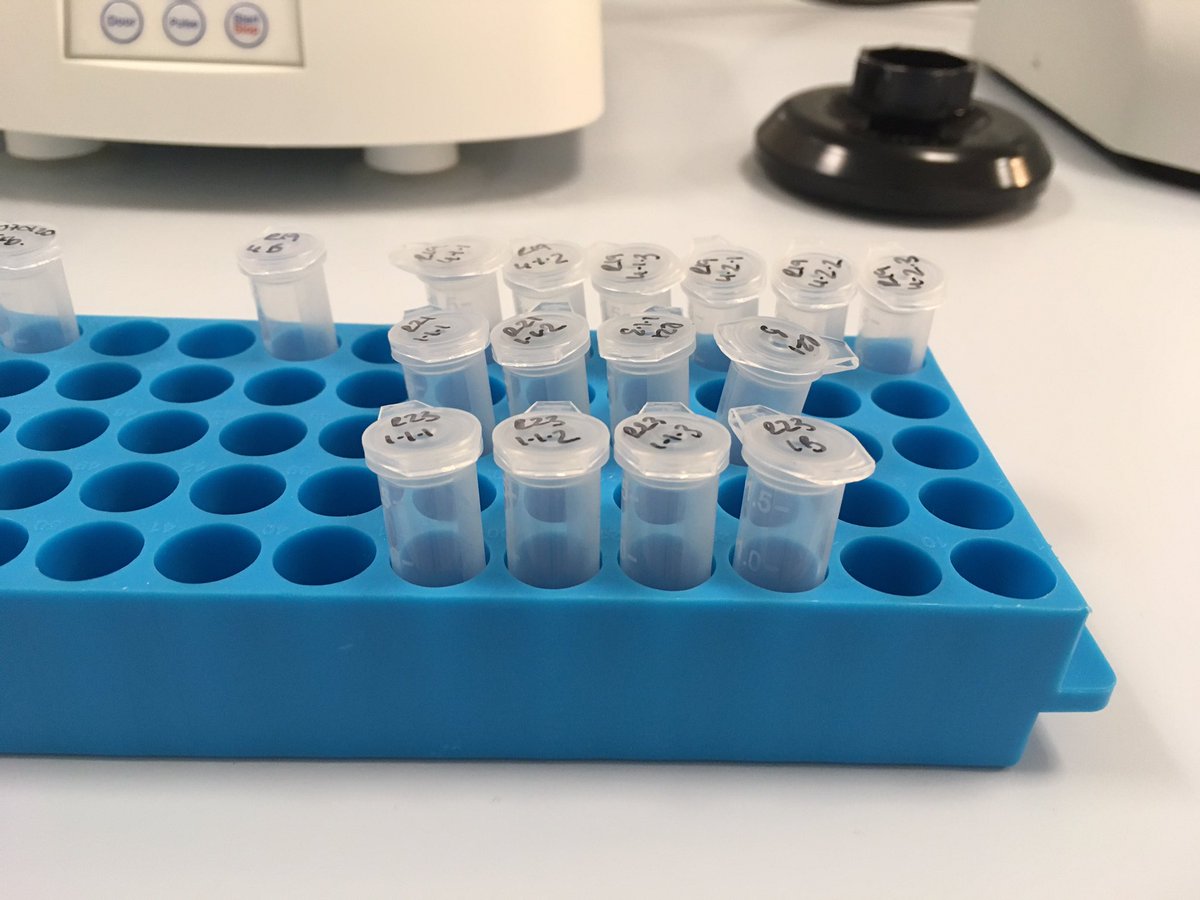 jessica_minett's tweet photo. I think I may have just extracted the last of my #eDNA samples for my #PhD! Next to finish running all of my #qPCR’s to find out where we can find #BrownTrout and #ZebraTrout in the #FalklandIslands #TroutPhD #galaxiids @SAERI_FI @swansearesearch @swanscience @SwanseaPostgrad https://t.co/FDfJw3kePl