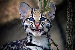 Chompetto's tweet photo. Large pack of Buffalonian Ocelots partying at CodeMash! #CodeMash https://t.co/u1P7LRjNTk
