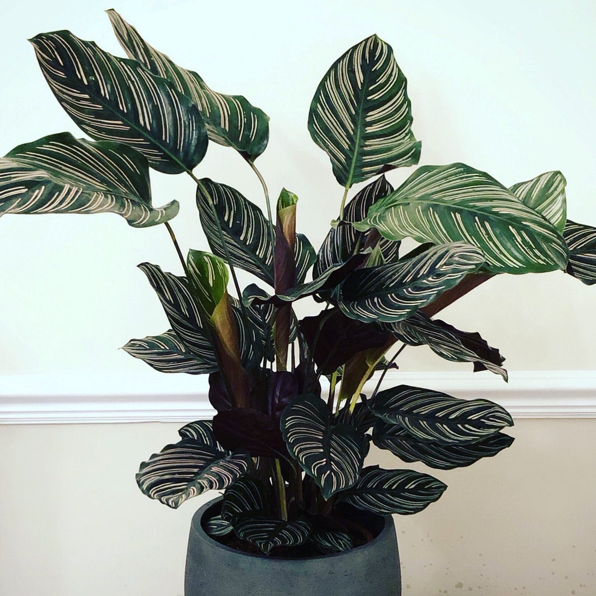 Calathea ornata 'Sanderiana' plant in ornamental pot against light-painted wall