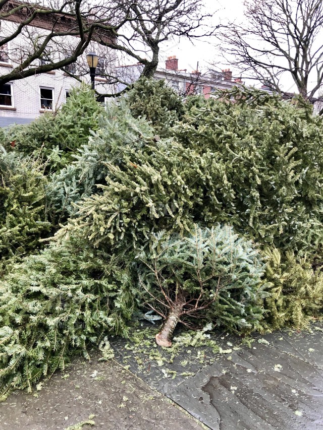 #Worcestershirehour Our Christmas tree recycling collection is now full. <a href="/KEMPHospice/">KEMP Hospice</a> can no longer accept anymore trees as they now need to plan the routes to collect the hundreds of trees.🌲
#charity #local #community #green #recycling #christmastree #feelgood
