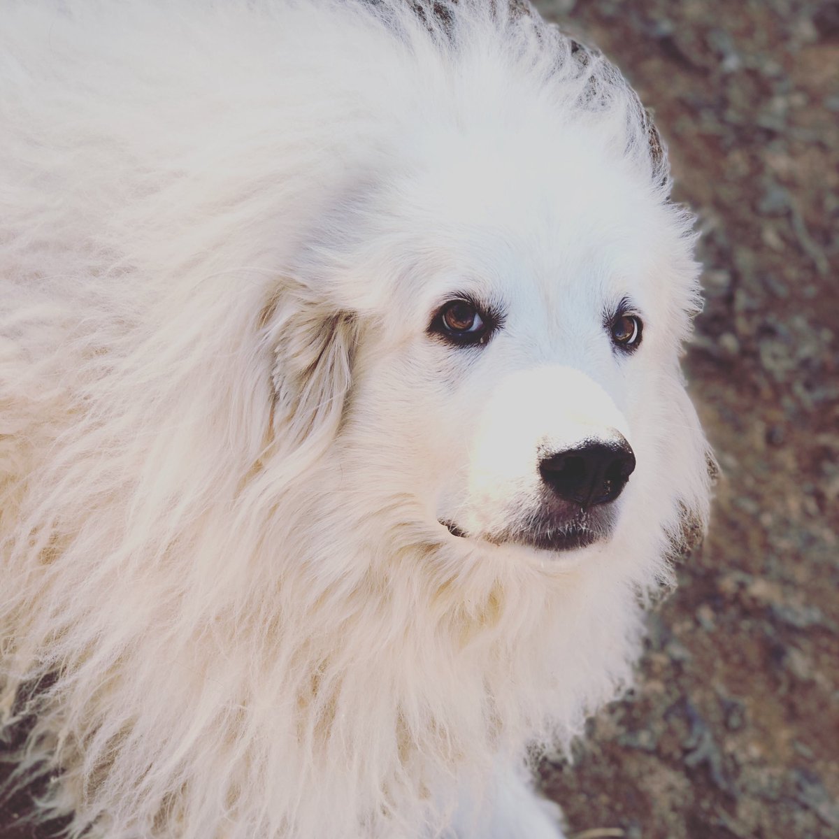 When your this gorgeous, all you have to do is sit there and you’ve mesmerized the world. Lizzie is stunning, don’t you agree? We love this big fluffer. #LovelyLizzie #greatpyrenees #adoptabledog #fluffybutt #greatpyreneesrescue #pyr