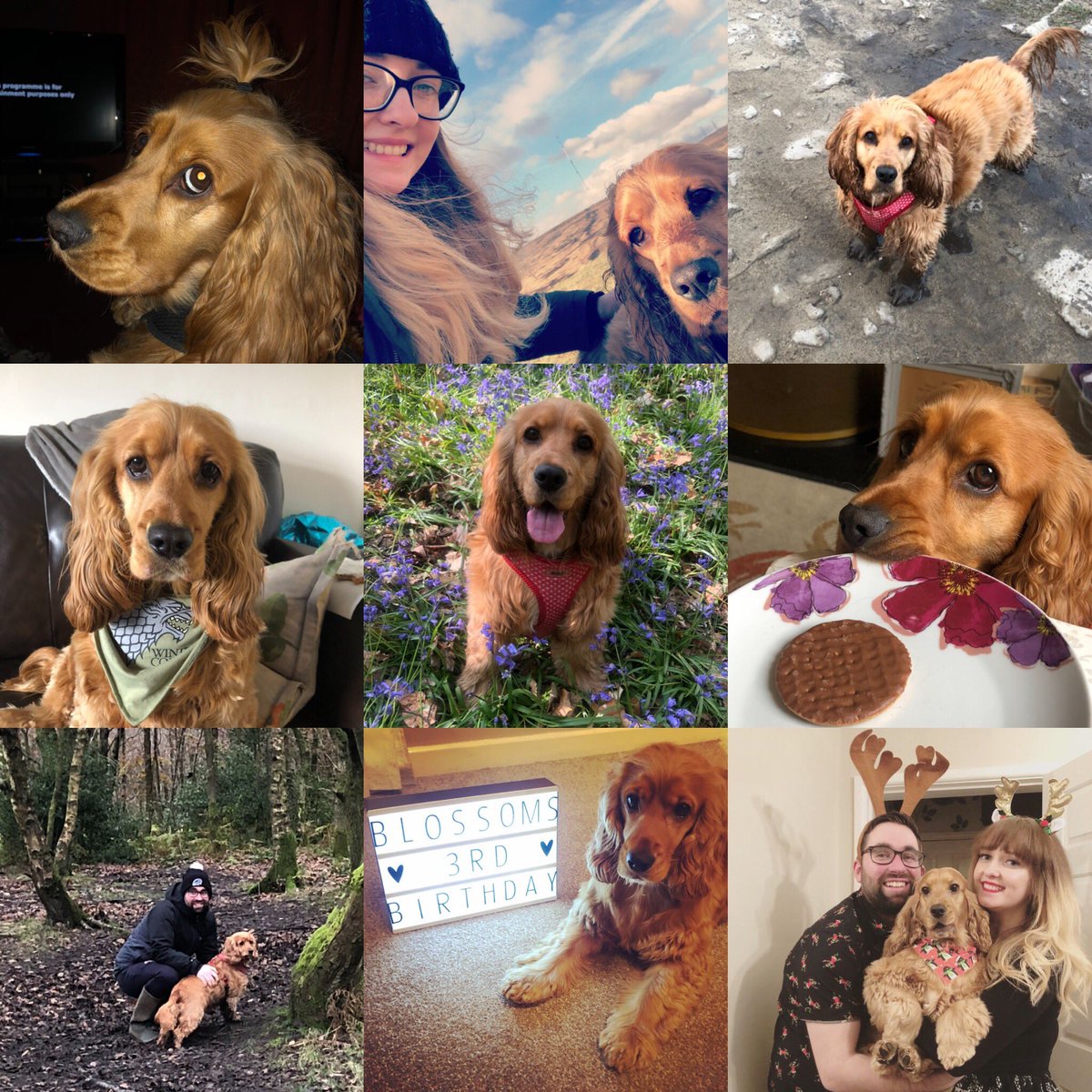 HeatherTalbot10's tweet photo. 3 years ago since i brought Blossom home ♥️🐶♥️ https://t.co/JWnu8qavDE