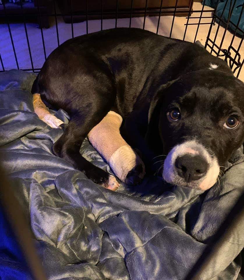 Isa’s leg will be amputated today. Part of her tail fell off on its own.😢 We don’t want her to lose her leg or her tail. But two vets have already recommended it. You can donate to Isa’s care through the Memphis Pets Alive website memphispetsalive.org/donate/
