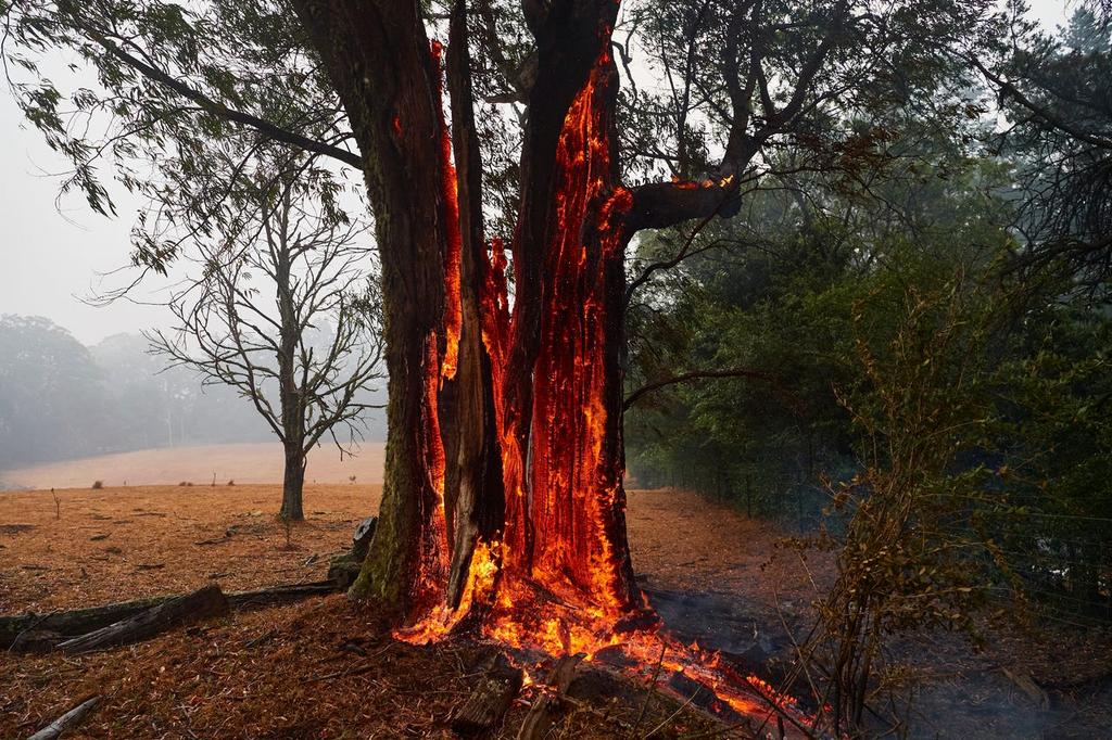 the_ecofeminist's tweet photo. This is a call for #ClimateGovernance:
According to Australia Bureau of Meteorology, temperature reached 40°C in many areas.
Professor Chris Dickson at the university of Sydney estimates that 480million mammals, birds, reptile & approximately 8,000 koalas.
#LeadClimate https://t.co/R2Wxz97S5t