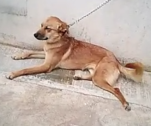 prodebida's tweet photo. ﹡﹡﹡PERRITA PERDIDA﹡﹡﹡
Responde al nombre de Zara

Se metieron a robar al domicilio en Mirasierra el 1 de enero, no saben si se escapó o se la llevaron, si la ves comunícate por inbox

Ayúdanos a compartir! https://t.co/HUFPnZJdQs