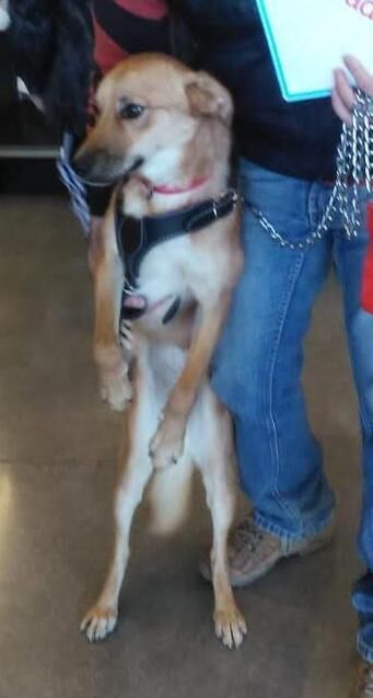 prodebida's tweet photo. ﹡﹡﹡PERRITA PERDIDA﹡﹡﹡
Responde al nombre de Zara

Se metieron a robar al domicilio en Mirasierra el 1 de enero, no saben si se escapó o se la llevaron, si la ves comunícate por inbox

Ayúdanos a compartir! https://t.co/HUFPnZJdQs