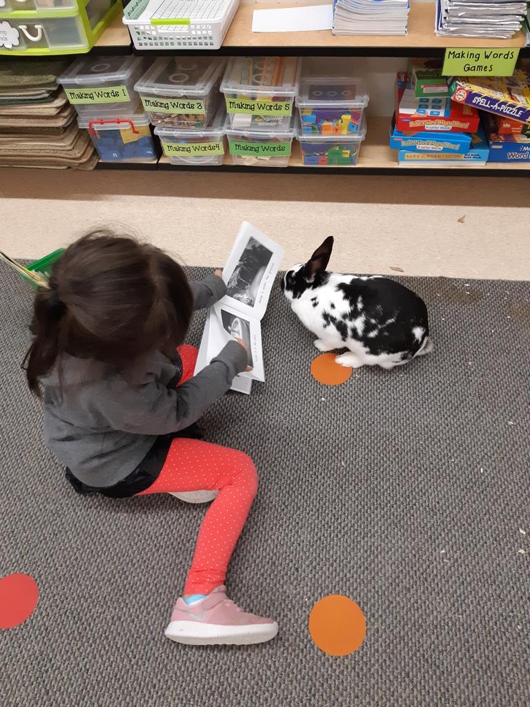 Everyone needs some bunny to read to. #sd33learns #readingwithbunnies #literacy