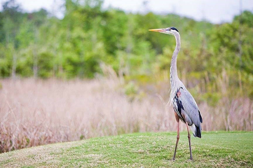 GrandeLakes's tweet photo. A2: We prefer to think outside the box! Discovery the unexpected #Orlando and experience the charm Florida has to offer with our Eco Tours, a unique adventure through Shingle Creek showcasing Florida’s natural habitats and wildlife. #FLTraveChat #PlanforVacation #LoveFL https://t.co/8E2xRfUXJw