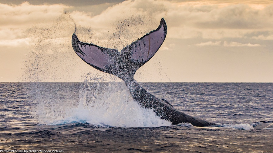 Day 7 <a href="/WaimeaFilm/">waimea ocean film</a> <a href="/FSHualalai/">FS Hualalai</a> Tuesday, Jan. 7 #Films screening 9:30 a.m.-10 p.m. in the ballroom; outdoors under the #stars at Hoku Amphitheater. Join Flip Nicklin for a Breakfast Talk at 8:45 a.m. and slide show plus book signing at 4 p.m. Photo ©Flip Nicklin/Minden Pictures.