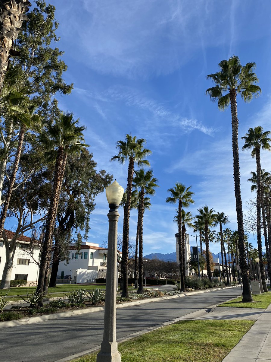 UofRedlands's tweet image. #TuesdayTrees Good morning!
