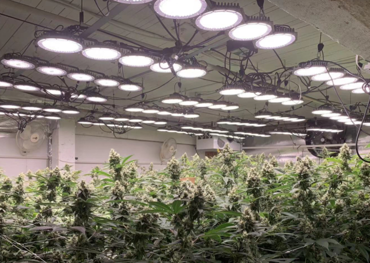 GrowGearCo's tweet photo. Are you considering LEDs in your grow? IESO rebates program is winding down in Ontario, time is running out to submit your application. No purchase of lights necessary in order to submit! Contact us today to a free audit. https://t.co/WKxwlObUZU #SunDisk600 #cannabis #LED https://t.co/v1hcluT3jJ