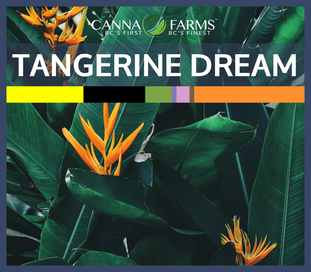 New fire Releasing today! Tangerine Dream is a top pick among our Canna Farms clients. This strain goes fast! Check out the Terpene levels, Cannabinoids, and more at Cannafarms.ca! 

#CannaFarms #TangerineDream