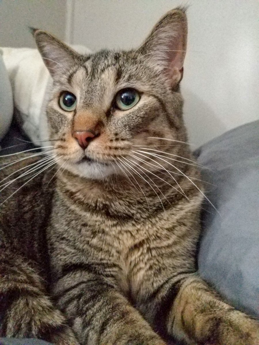 rhianimaux's tweet photo. Caught him stealing beans and putting them in my shoes. Did he want me to have a snack for later? Was it just a prank bro? Taking toe beans literally?!

Cats https://t.co/TrxLGBkQqW