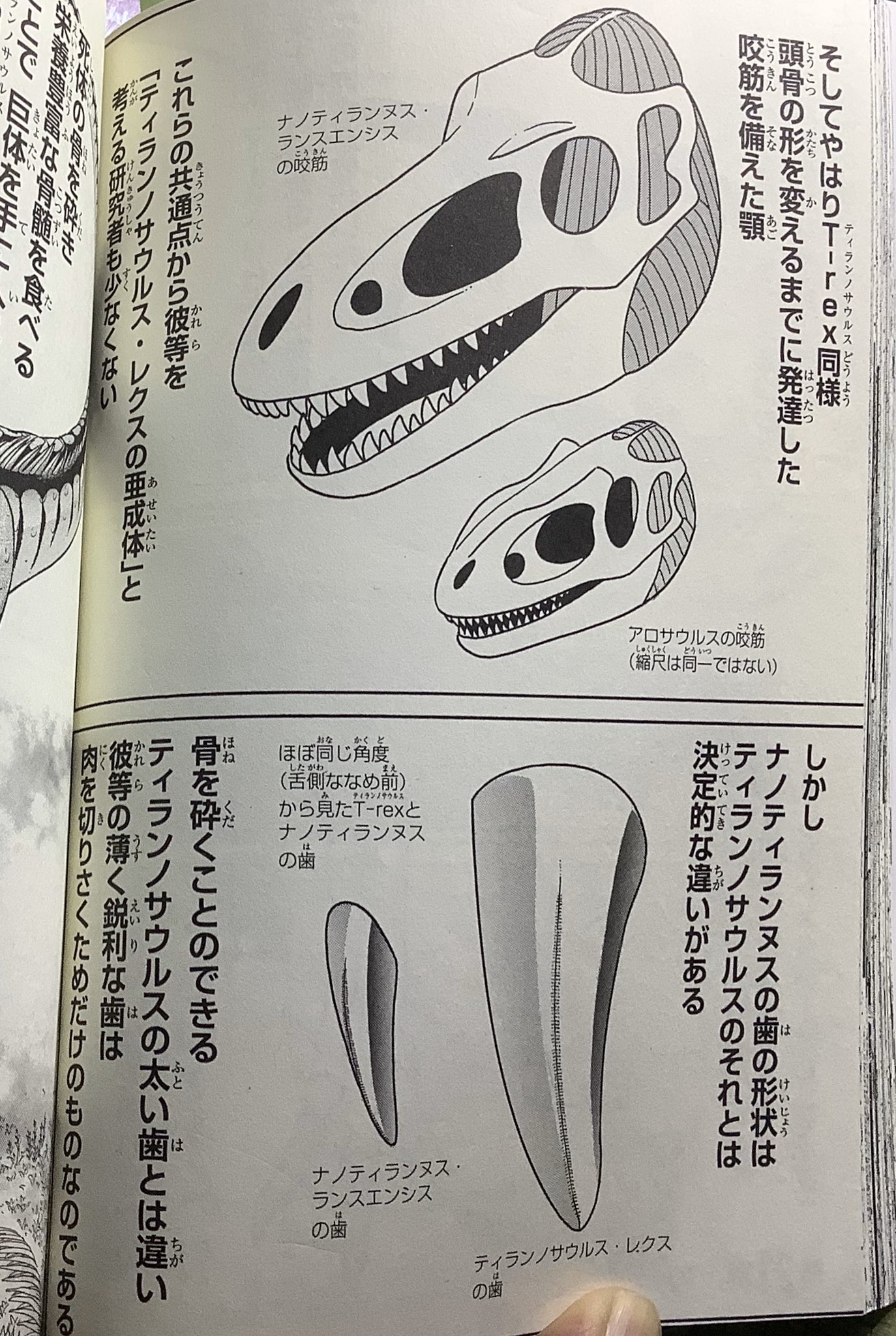 所 十三 ちなみに9年前に描いた漫画 Al ではこんな風に紹介してます 既に亜成体説が主流になりつつある中 研究者の意見に頑なに逆らった漫画家が日本にいた事を世界は知るまいw 所 十三 ちなみに9年前に描いた漫画 Al ではこんな風に紹介してます 既に亜成体説が主流になりつつある中 研究者の意見に頑なに逆らった漫画家が日本にいた事を世界は知るまいw