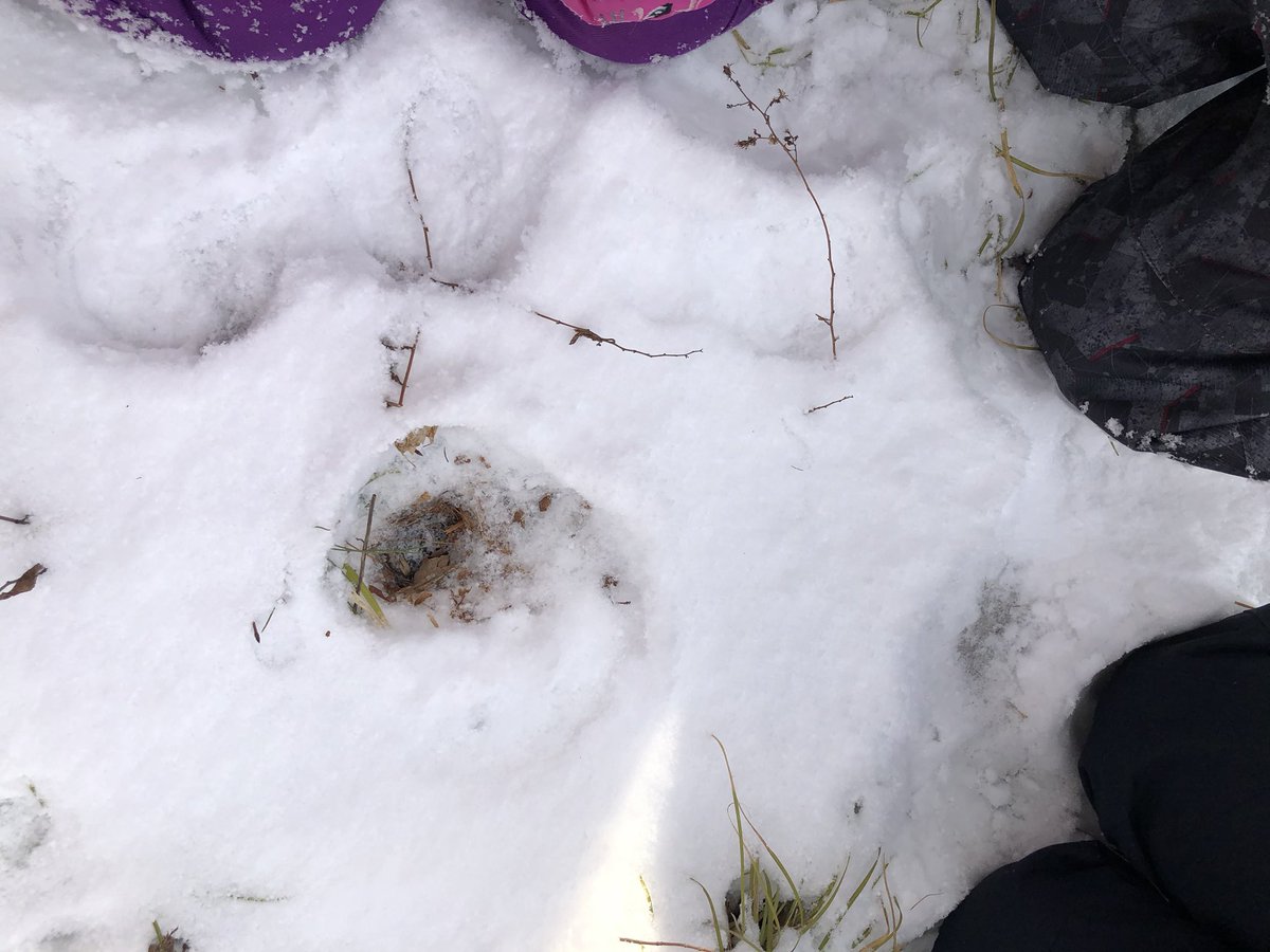 It is very hard for animals to find food during winter months. We have talked about squirrels collecting and hiding acorns &amp; seeds. Today we visited the large oak tree &amp; tried to dig for acorns in the ice and snow. Wow! We found none! Hope those squirrels have a secret stash.
