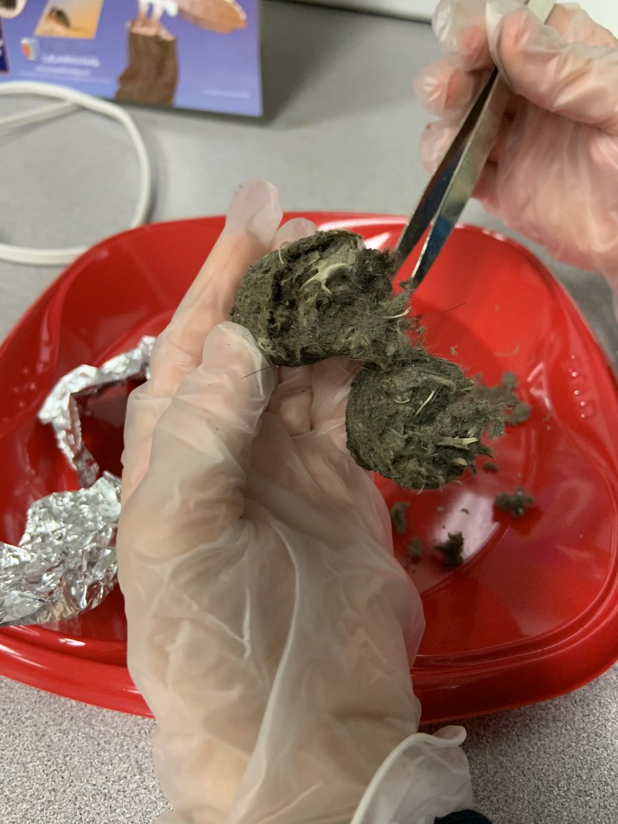 inspirelearners's tweet image. Students are highly engaged in today’s inquiry as they dissect owl pellets. A fascinating culminating task to follow up our small group reading of Owls in the Family by Canadian Author Farley Mowat. @OxbowPS #barnowls #identification #reassembling #regurgitation