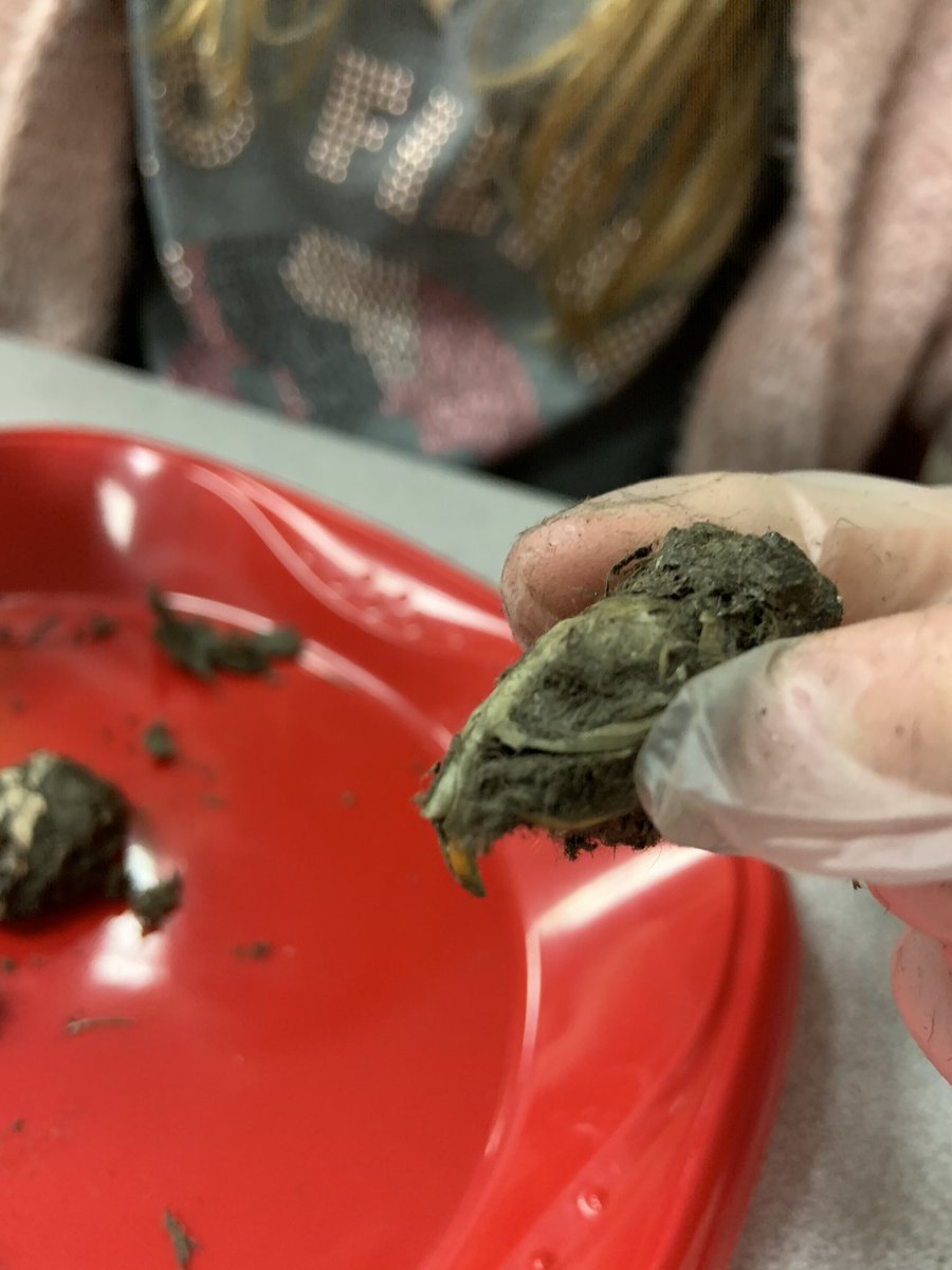 inspirelearners's tweet image. Students are highly engaged in today’s inquiry as they dissect owl pellets. A fascinating culminating task to follow up our small group reading of Owls in the Family by Canadian Author Farley Mowat. @OxbowPS #barnowls #identification #reassembling #regurgitation