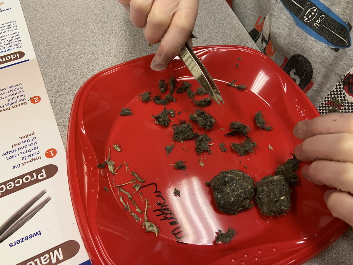 inspirelearners's tweet image. Students are highly engaged in today’s inquiry as they dissect owl pellets. A fascinating culminating task to follow up our small group reading of Owls in the Family by Canadian Author Farley Mowat. @OxbowPS #barnowls #identification #reassembling #regurgitation