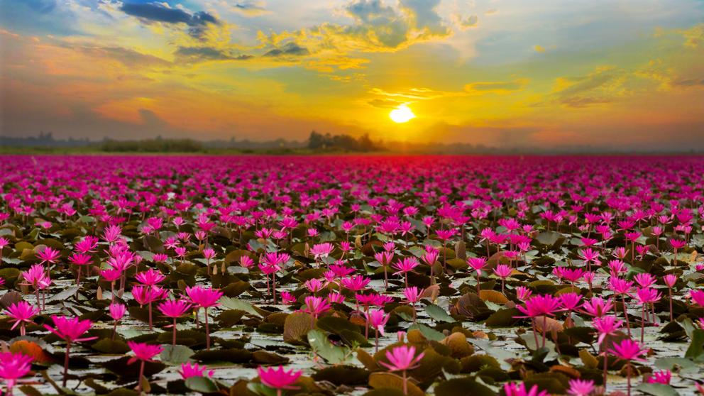 TELE_URBAN's tweet photo. #Naturaleza
En un rincón de #Tailandia hay un lago que es en realidad una alfombra de flores de loto. Ubicado al noreste de este país asiático, en la región de Udon Thani, se encuentra el llamado “Mar de lotos rojos” o Talay Bua Daeng.
#Mardelotos #FlordeLoto #TalayBuaDaeng https://t.co/nQ5TSz2lvo