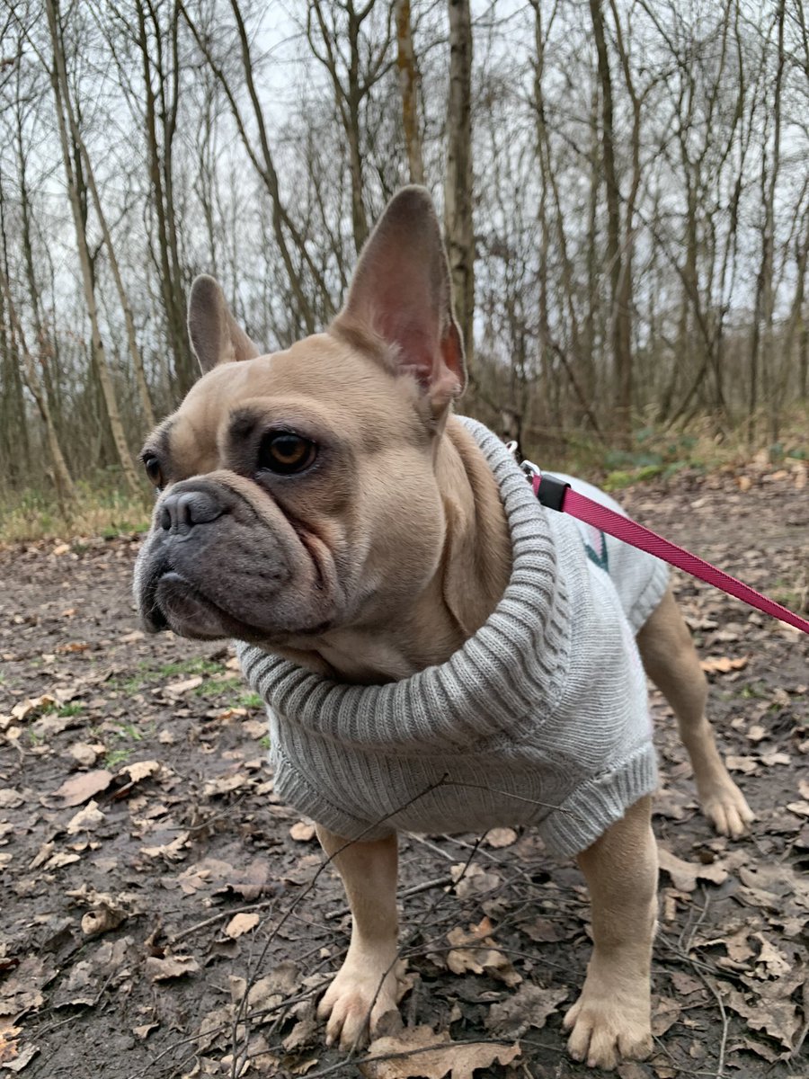 coco_th's tweet photo. I went to different woods today .. there was LOTS of stairs! 😳 #Frenchie #WoodsFun #FrenchBulldogsOfTwitter https://t.co/10sj95fXMb
