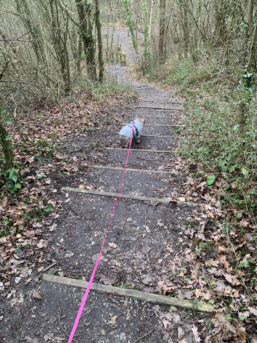 coco_th's tweet photo. I went to different woods today .. there was LOTS of stairs! 😳 #Frenchie #WoodsFun #FrenchBulldogsOfTwitter https://t.co/10sj95fXMb