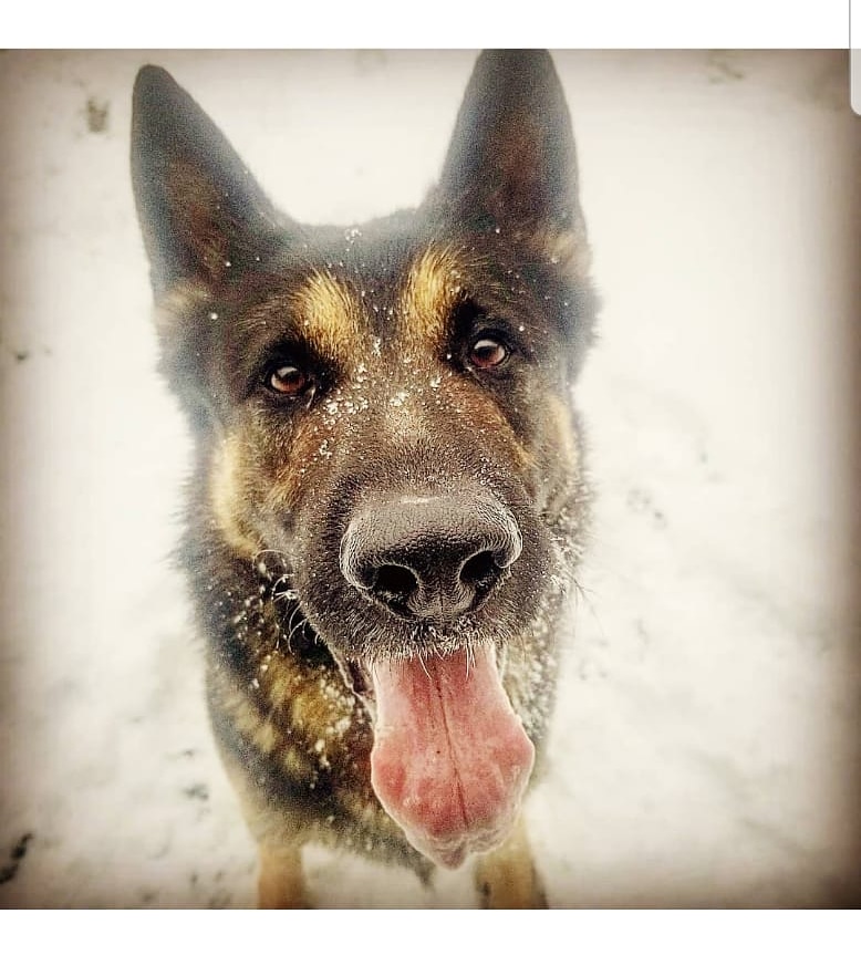 k9_london's tweet photo. Last night an armed robbery led to a MVC and the suspect fled on foot...PSD Vino tracked the suspect and located him hiding on the roof of a business #k9unit #k9ltw #thenoseknows #oneincustody https://t.co/PgfPuZb47o