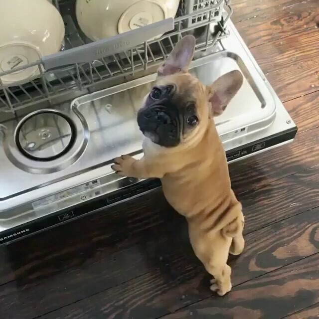“Hey! Let me help you out... I’ll finish the job, just need a little help getting into the dishwasher 😉” 👉 @mooseseestheworld
#funnypuppy #puppyvideo #frenchiepuppy .
.
.

#topdogsofinstagram #stella_and_friends #puppydogvideos #frenchie #frenchbulld… ift.tt/39Gquj4