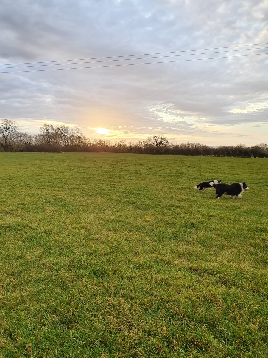 PhillipaFarmVet's tweet photo. Day 7 @REDJanuaryUK @MindCharity no time to fit in a run..so farmwalk and parkwalk instead. #feedthebrain #Britishfarming #dogshelp #kidsnotalways 😁 https://t.co/u5W87csqbO
