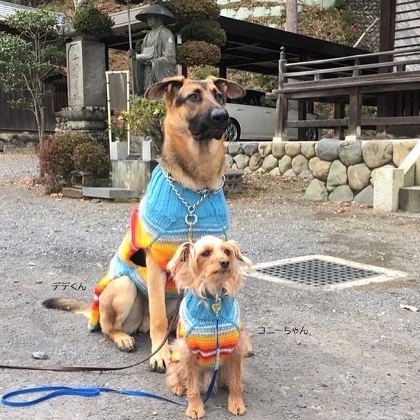 スタジオバンビ 01 08 ミックス犬 ダップー コニーちゃん ジャーマンシェパード デデくん Chilly Dog Sweaters Turq Serape Dog Sweater T Co 8ly6najpwf スタジオバンビ 01 08 ミックス犬 ダップー コニーちゃん ジャーマンシェパード デデくん Chilly Dog Sweaters Turq Serape Dog Sweater T Co 8ly6najpwf