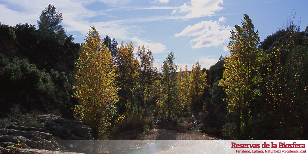 En #España hay 52 #ReservasDeLaBiosfera. Suman una extensión similar a la de países como #Bélgica, #Dinamarca o #Suiza. La mayoría de #ecosistemas, paisajes y culturas de España están representadas en la Red Española de Reservas de la Biosfera. bit.ly/34F8l1F
