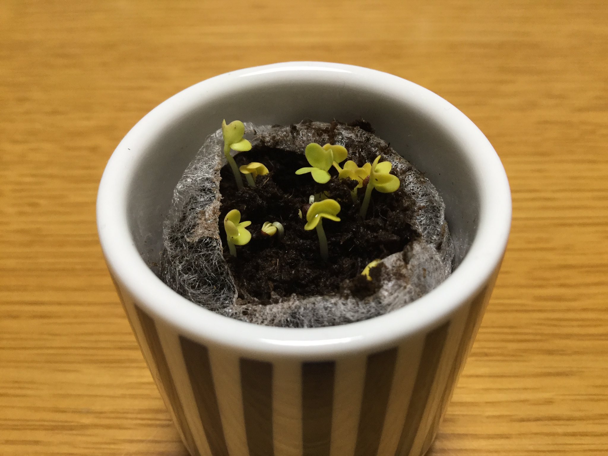 グリグリーン A Twitter おちょこで薬味栽培セットのわさび菜 種をまいて4日目で芽が出てきて 5日目の朝には葉が上を向き出しました グリグリーン A Twitter おちょこで薬味栽培セットのわさび菜 種をまいて4日目で芽が出てきて 5日目の朝には葉が上を向き出しました