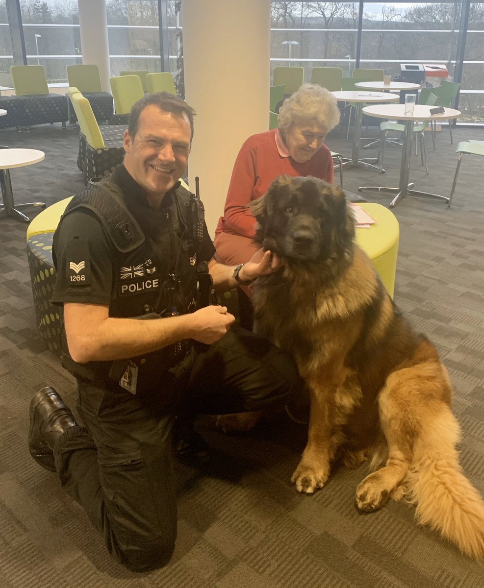 Then I had the absolute pleasure of meeting this fella! Carnage is a therapy dog who visited #Harrogate Police Station earlier, he is 64kgs of pure therapy &amp; has paws like dinner plates. What an absolute star he was #WellBeing #TopDog 🐾