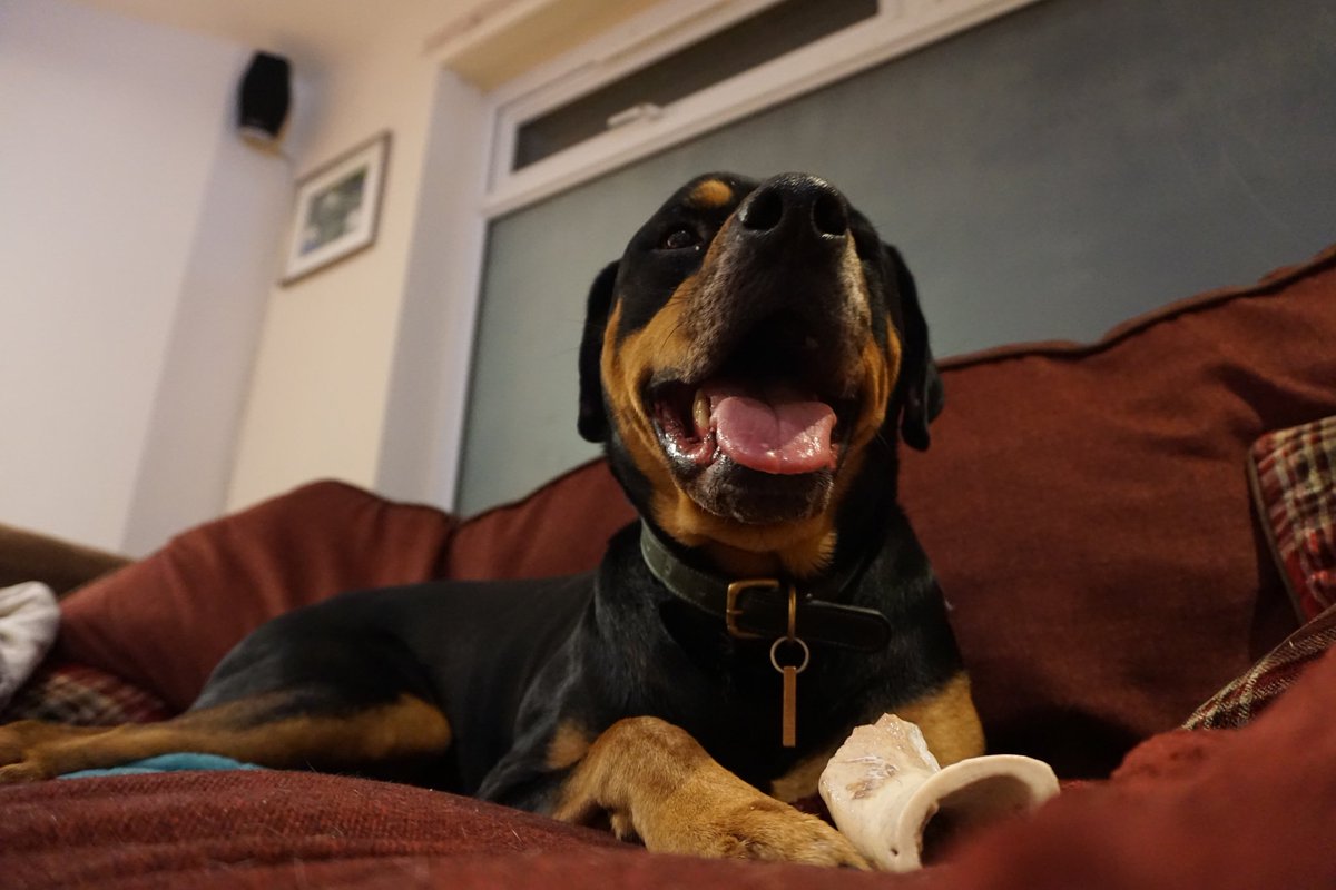 RoccoRottweiler's tweet photo. Happy Tongue Out Tuesday!!

#TongueOutTuesday #DogsofTwittter #Rottweiler https://t.co/z511EqVpM9