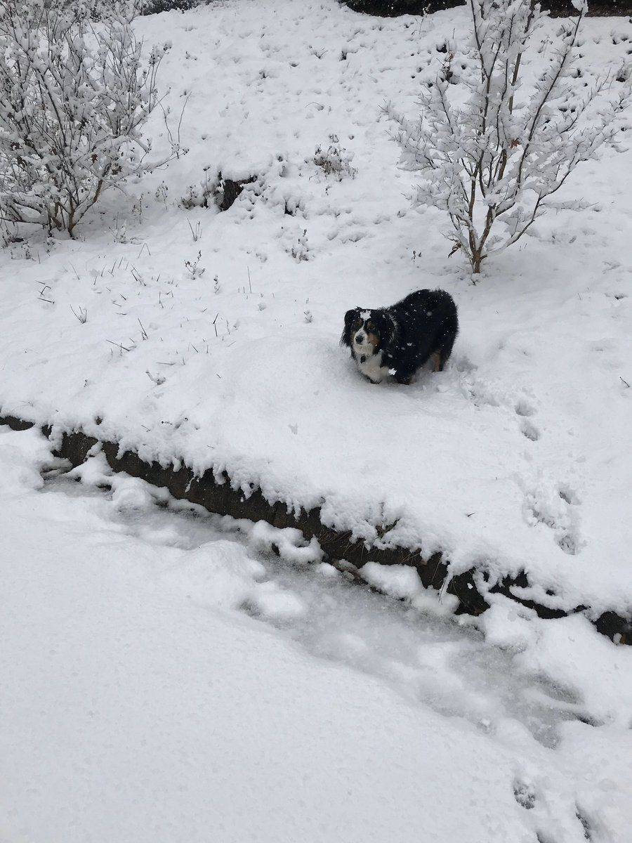 SamDoestheNews's tweet photo. The only snow pics I want flooding my timeline. #DogsInSnow #charlottesville #VASnow https://t.co/p0dnzGr0YT